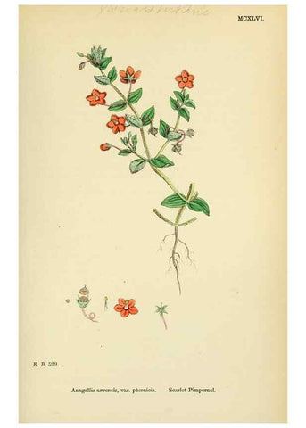 Reproducción/Reproduction 48717743633: English botany, or, Coloured figures of British plants /. London :R. Hardwicke,1863-1886.. 