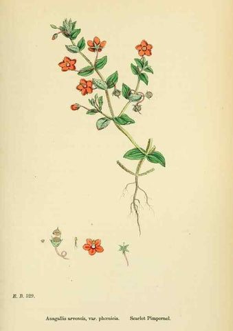 Reproducción/Reproduction 48717743633: English botany, or, Coloured figures of British plants /. London :R. Hardwicke,1863-1886.. 