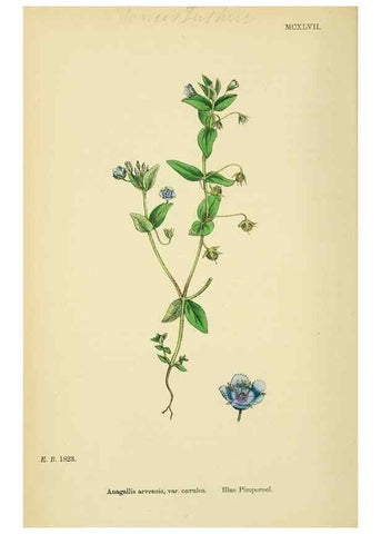 Reproducción/Reproduction 48717743953: English botany, or, Coloured figures of British plants /. London :R. Hardwicke,1863-1886.. 