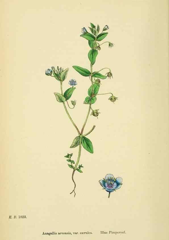 Reproducción/Reproduction 48717743953: English botany, or, Coloured figures of British plants /. London :R. Hardwicke,1863-1886.. 