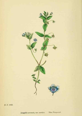 Reproducción/Reproduction 48717743953: English botany, or, Coloured figures of British plants /. London :R. Hardwicke,1863-1886.. 
