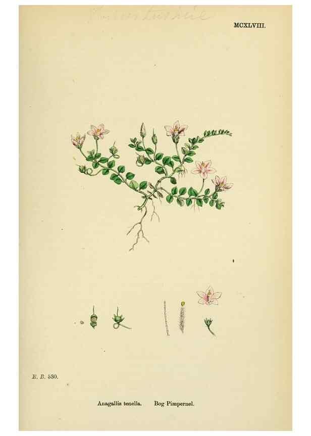 Reproducción/Reproduction 48718080801: English botany, or, Coloured figures of British plants /. London :R. Hardwicke,1863-1886.. 