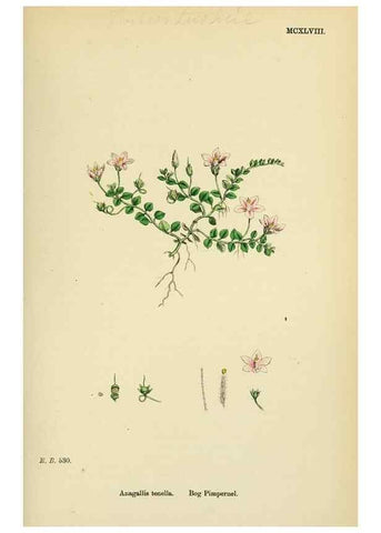 Reproducción/Reproduction 48718080801: English botany, or, Coloured figures of British plants /. London :R. Hardwicke,1863-1886.. 