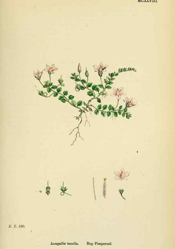 Reproducción/Reproduction 48718080801: English botany, or, Coloured figures of British plants /. London :R. Hardwicke,1863-1886.. 