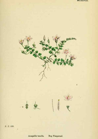 Reproducción/Reproduction 48718080801: English botany, or, Coloured figures of British plants /. London :R. Hardwicke,1863-1886.. 