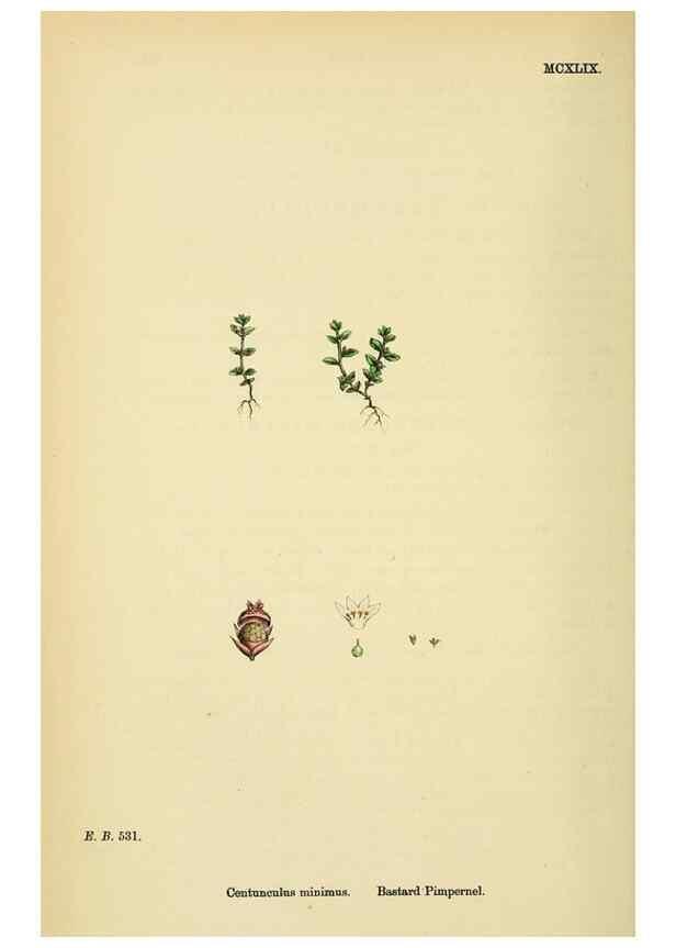 Reproducción/Reproduction 48718253147: English botany, or, Coloured figures of British plants /. London :R. Hardwicke,1863-1886.. 
