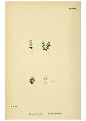 Reproducción/Reproduction 48718253147: English botany, or, Coloured figures of British plants /. London :R. Hardwicke,1863-1886.. 