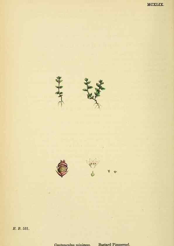 Reproducción/Reproduction 48718253147: English botany, or, Coloured figures of British plants /. London :R. Hardwicke,1863-1886.. 