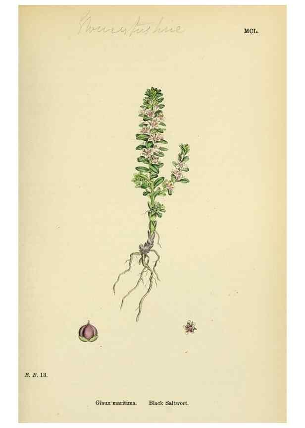 Reproducción/Reproduction 48718081496: English botany, or, Coloured figures of British plants /. London :R. Hardwicke,1863-1886.. 