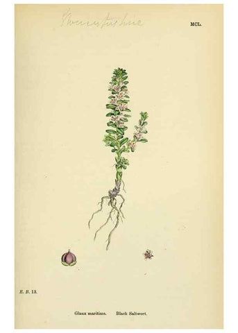 Reproducción/Reproduction 48718081496: English botany, or, Coloured figures of British plants /. London :R. Hardwicke,1863-1886.. 