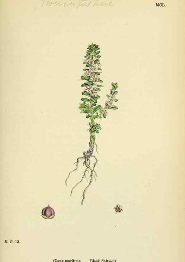 Reproducción/Reproduction 48718081496: English botany, or, Coloured figures of British plants /. London :R. Hardwicke,1863-1886.. 