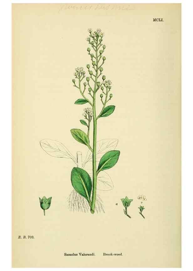 Reproducción/Reproduction 48718253822: English botany, or, Coloured figures of British plants /. London :R. Hardwicke,1863-1886.. 