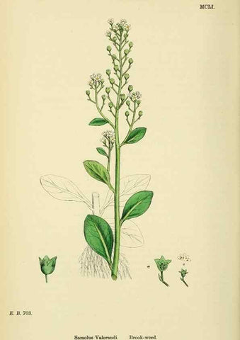 Reproducción/Reproduction 48718253822: English botany, or, Coloured figures of British plants /. London :R. Hardwicke,1863-1886.. 