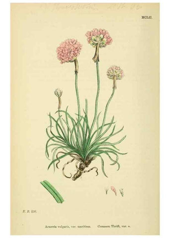 Reproducción/Reproduction 48717745718: English botany, or, Coloured figures of British plants /. London :R. Hardwicke,1863-1886.. 