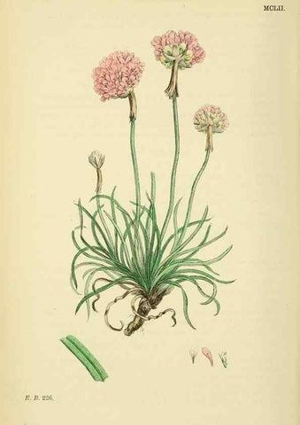 Reproducción/Reproduction 48717745718: English botany, or, Coloured figures of British plants /. London :R. Hardwicke,1863-1886.. 