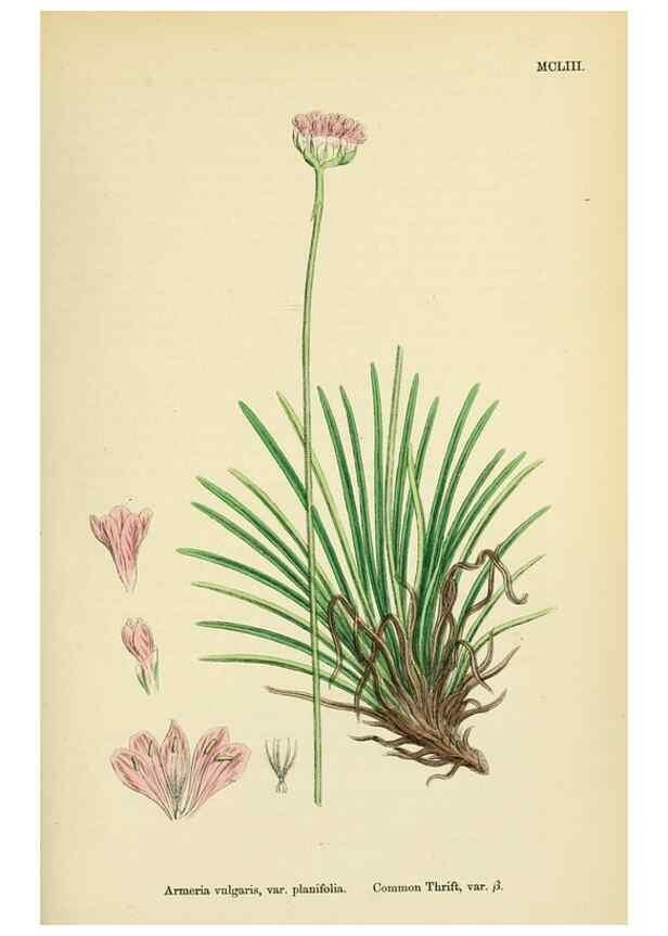 Reproducción/Reproduction 48718082731: English botany, or, Coloured figures of British plants /. London :R. Hardwicke,1863-1886.. 