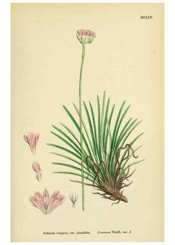 Reproducción/Reproduction 48718082731: English botany, or, Coloured figures of British plants /. London :R. Hardwicke,1863-1886.. 