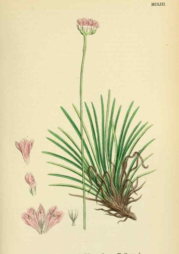 Reproducción/Reproduction 48718082731: English botany, or, Coloured figures of British plants /. London :R. Hardwicke,1863-1886.. 