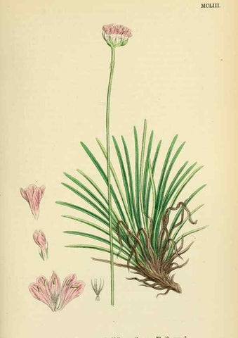 Reproducción/Reproduction 48718082731: English botany, or, Coloured figures of British plants /. London :R. Hardwicke,1863-1886.. 