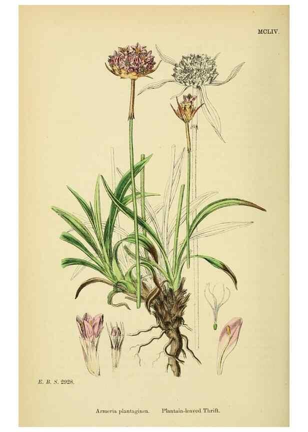 Reproducción/Reproduction 48717746443: English botany, or, Coloured figures of British plants /. London :R. Hardwicke,1863-1886.. 