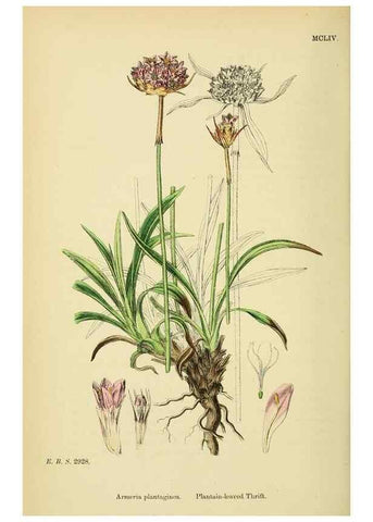 Reproducción/Reproduction 48717746443: English botany, or, Coloured figures of British plants /. London :R. Hardwicke,1863-1886.. 