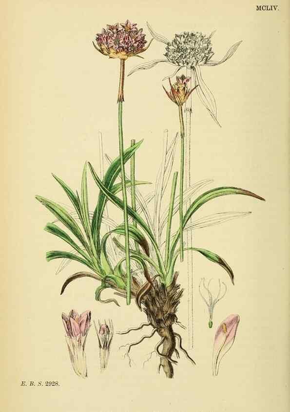 Reproducción/Reproduction 48717746443: English botany, or, Coloured figures of British plants /. London :R. Hardwicke,1863-1886.. 
