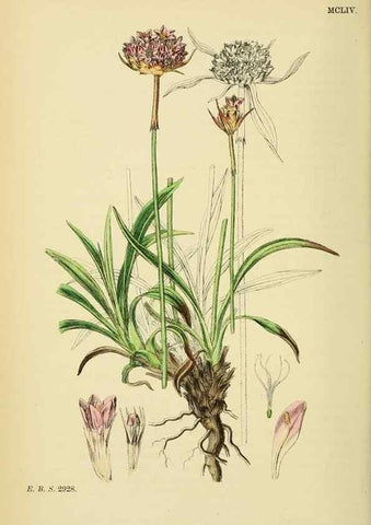 Reproducción/Reproduction 48717746443: English botany, or, Coloured figures of British plants /. London :R. Hardwicke,1863-1886.. 