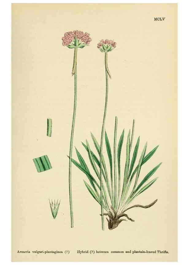 Reproducción/Reproduction 48718255337: English botany, or, Coloured figures of British plants /. London :R. Hardwicke,1863-1886.. 
