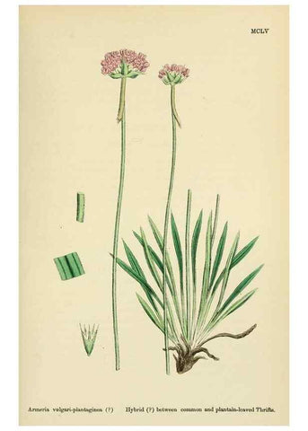 Reproducción/Reproduction 48718255337: English botany, or, Coloured figures of British plants /. London :R. Hardwicke,1863-1886.. 
