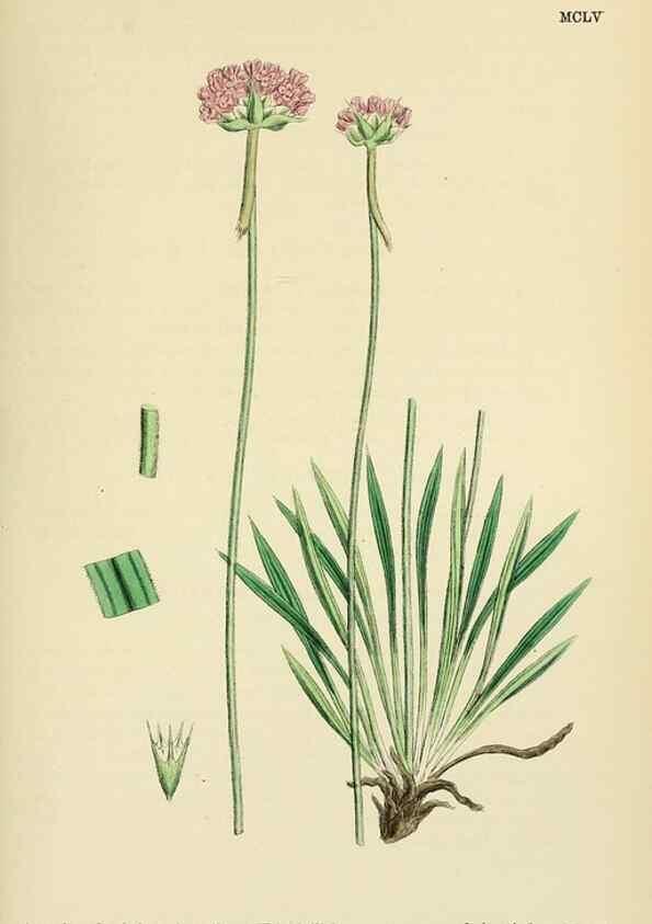 Reproducción/Reproduction 48718255337: English botany, or, Coloured figures of British plants /. London :R. Hardwicke,1863-1886.. 