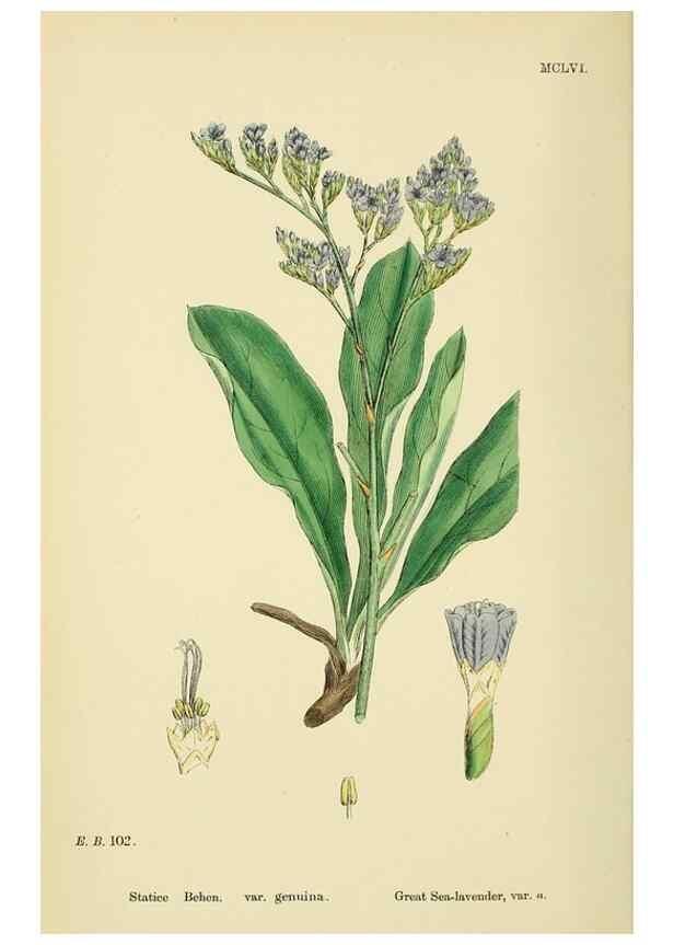Reproducción/Reproduction 48717747078: English botany, or, Coloured figures of British plants /. London :R. Hardwicke,1863-1886.. 