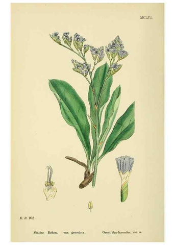 Reproducción/Reproduction 48717747078: English botany, or, Coloured figures of British plants /. London :R. Hardwicke,1863-1886.. 