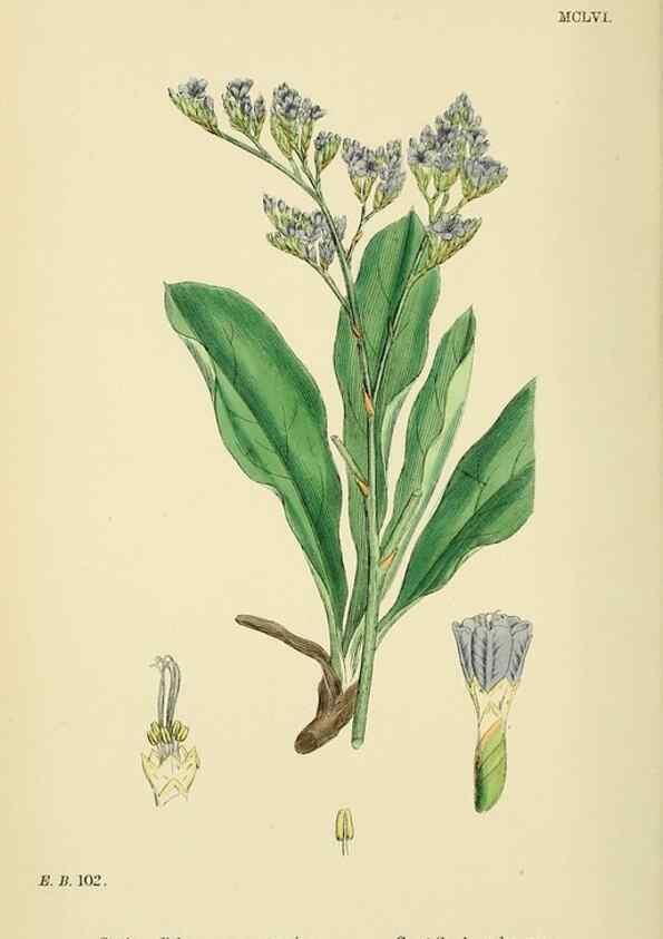 Reproducción/Reproduction 48717747078: English botany, or, Coloured figures of British plants /. London :R. Hardwicke,1863-1886.. 
