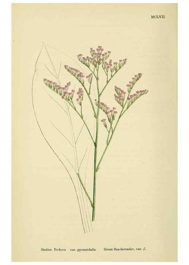 Reproducción/Reproduction 48717747488: English botany, or, Coloured figures of British plants /. London :R. Hardwicke,1863-1886.. 