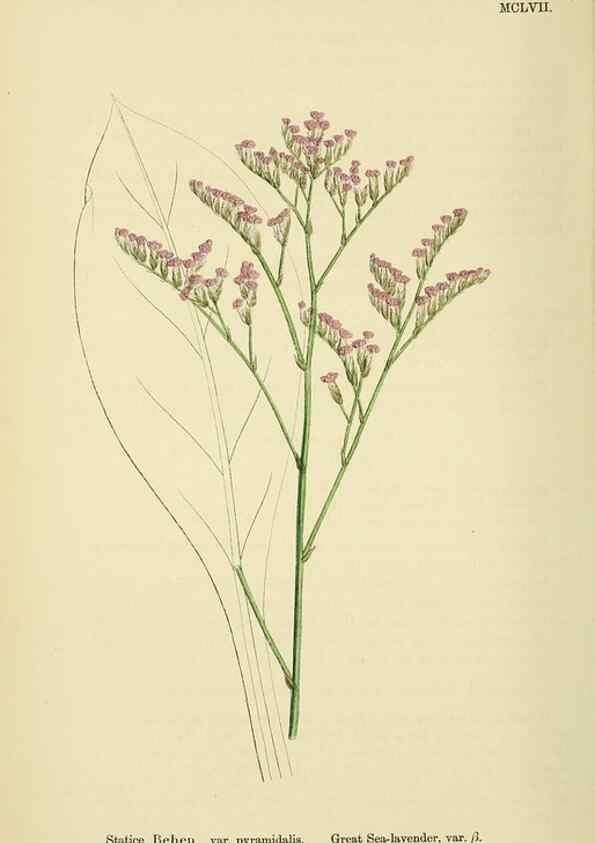 Reproducción/Reproduction 48717747488: English botany, or, Coloured figures of British plants /. London :R. Hardwicke,1863-1886.. 