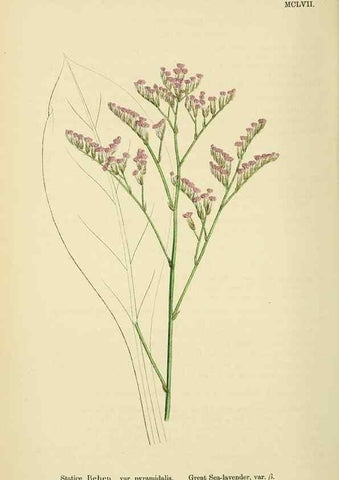 Reproducción/Reproduction 48717747488: English botany, or, Coloured figures of British plants /. London :R. Hardwicke,1863-1886.. 
