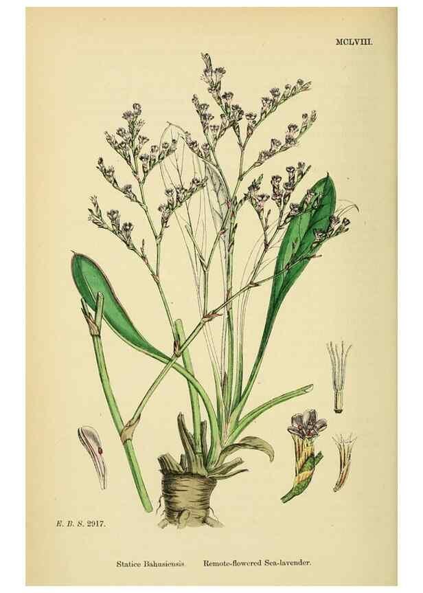 Reproducción/Reproduction 48717747928: English botany, or, Coloured figures of British plants /. London :R. Hardwicke,1863-1886.. 