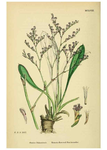 Reproducción/Reproduction 48717747928: English botany, or, Coloured figures of British plants /. London :R. Hardwicke,1863-1886.. 