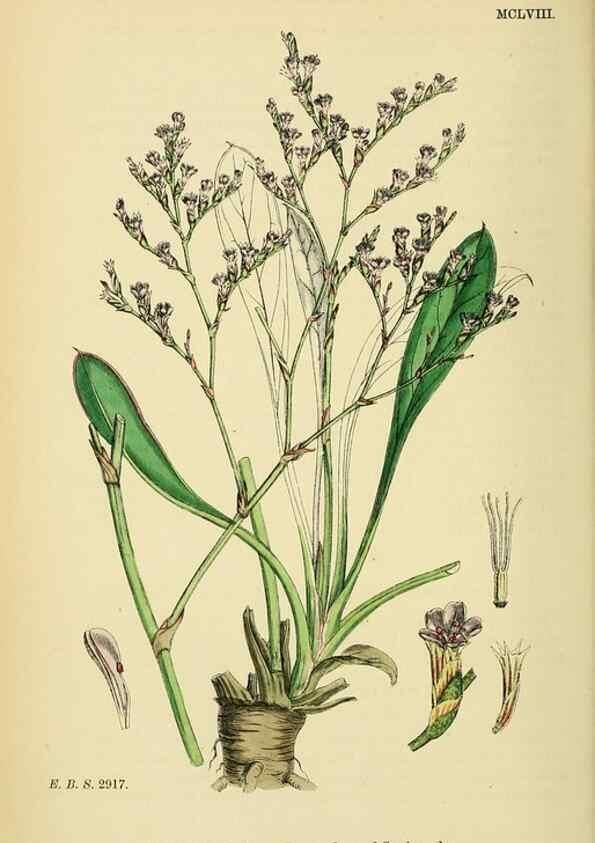 Reproducción/Reproduction 48717747928: English botany, or, Coloured figures of British plants /. London :R. Hardwicke,1863-1886.. 