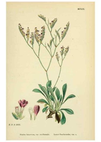 Reproducción/Reproduction 48718084676: English botany, or, Coloured figures of British plants /. London :R. Hardwicke,1863-1886.. 