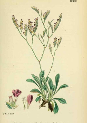 Reproducción/Reproduction 48718084676: English botany, or, Coloured figures of British plants /. London :R. Hardwicke,1863-1886.. 