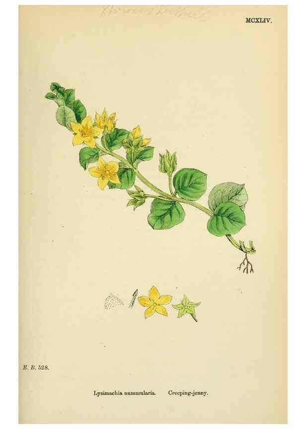 Reproducción/Reproduction 48718079436: English botany, or, Coloured figures of British plants /. London :R. Hardwicke,1863-1886.. 