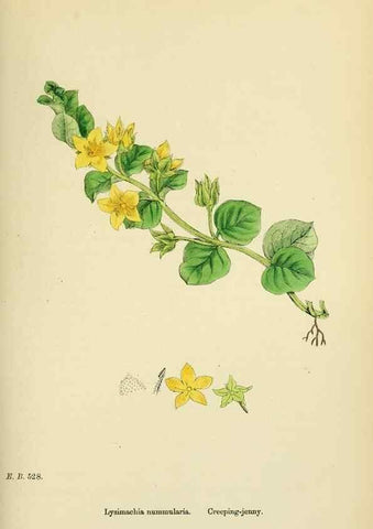 Reproducción/Reproduction 48718079436: English botany, or, Coloured figures of British plants /. London :R. Hardwicke,1863-1886.. 
