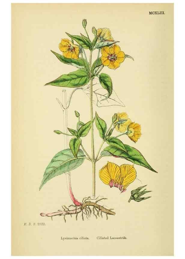 Reproducción/Reproduction 48718079116: English botany, or, Coloured figures of British plants /. London :R. Hardwicke,1863-1886.. 