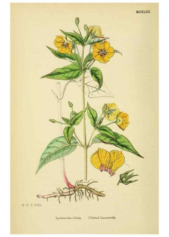 Reproducción/Reproduction 48718079116: English botany, or, Coloured figures of British plants /. London :R. Hardwicke,1863-1886.. 