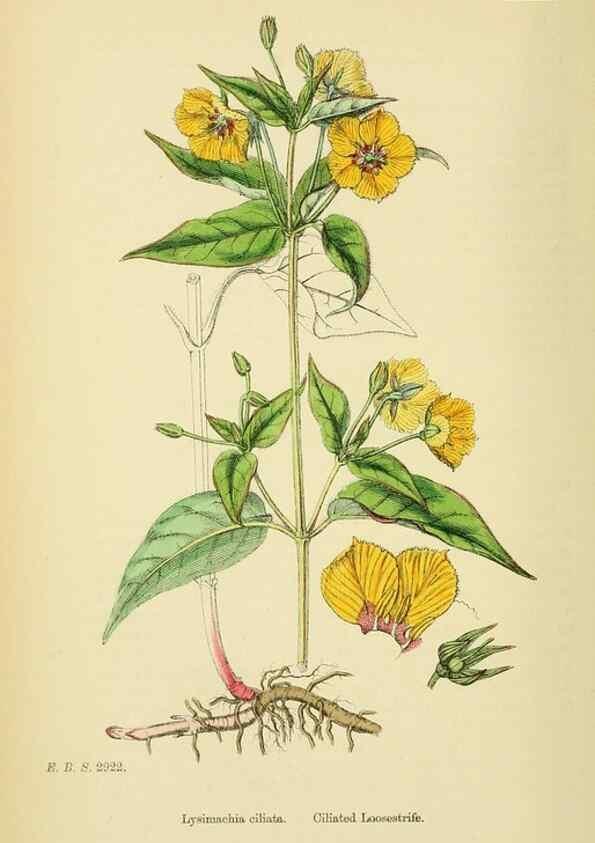 Reproducción/Reproduction 48718079116: English botany, or, Coloured figures of British plants /. London :R. Hardwicke,1863-1886.. 