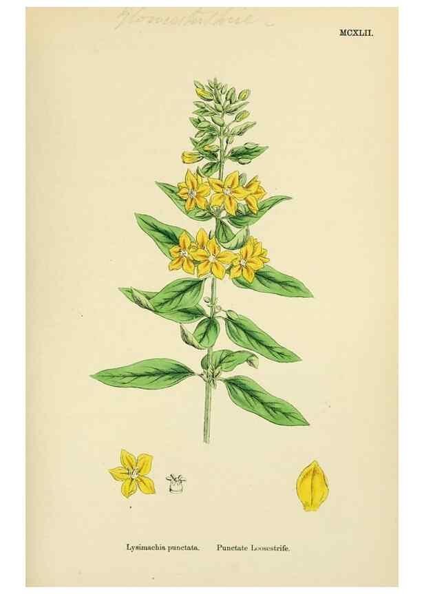 Reproducción/Reproduction 48717742363: English botany, or, Coloured figures of British plants /. London :R. Hardwicke,1863-1886.. 