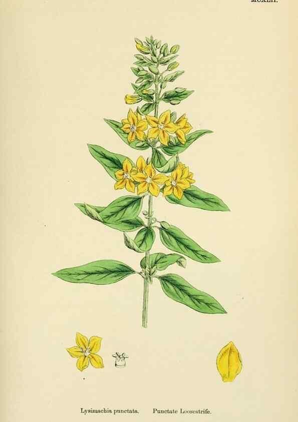 Reproducción/Reproduction 48717742363: English botany, or, Coloured figures of British plants /. London :R. Hardwicke,1863-1886.. 