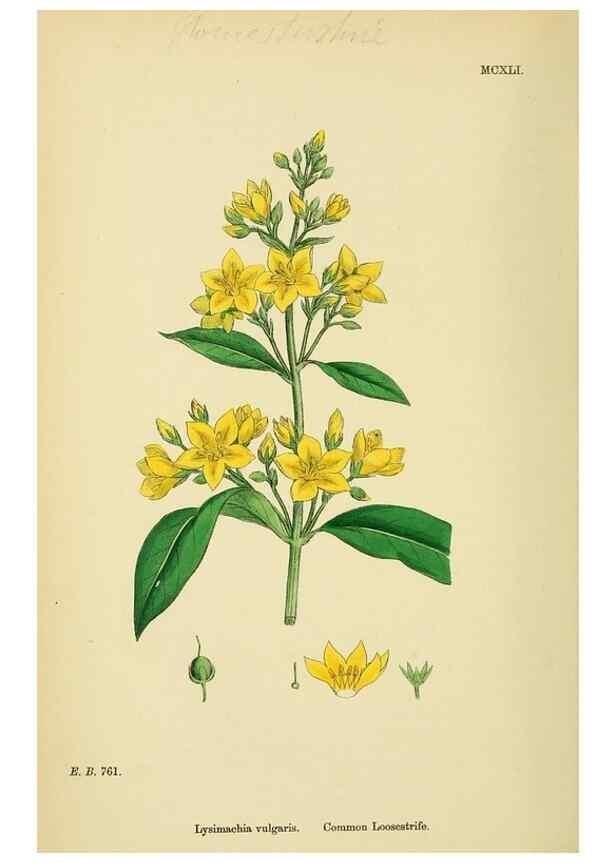 Reproducción/Reproduction 48717742018: English botany, or, Coloured figures of British plants /. London :R. Hardwicke,1863-1886.. 