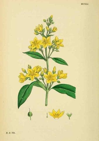 Reproducción/Reproduction 48717742018: English botany, or, Coloured figures of British plants /. London :R. Hardwicke,1863-1886.. 